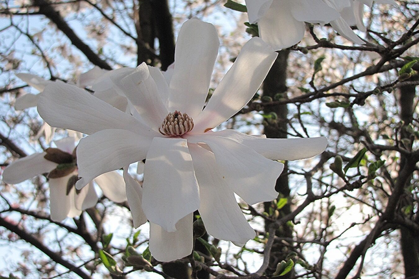 Lot de 3 magnolias : 1 magnolia Susan, 1 magnolia Soulangeana, 1 magnolia Stellata - 30-38 cm