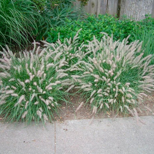 Herbe aux écouvillons orientale - Pennisetum orientale 20/30 cm Godet 9cm