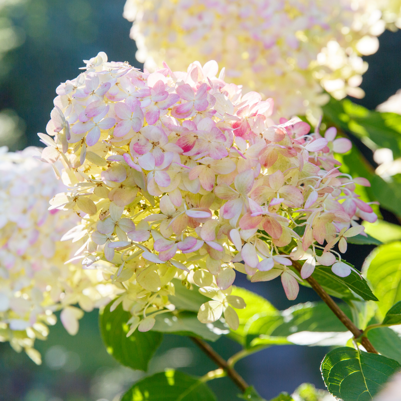 Hortensia paniculata phantom - Hydrangea paniculata phantom 60/80 cm Pot 3L
