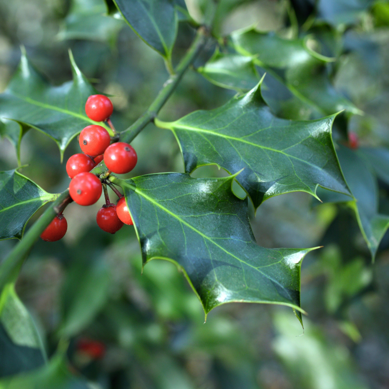 Houx commun - Ilex aquifolium 60cm en Pot