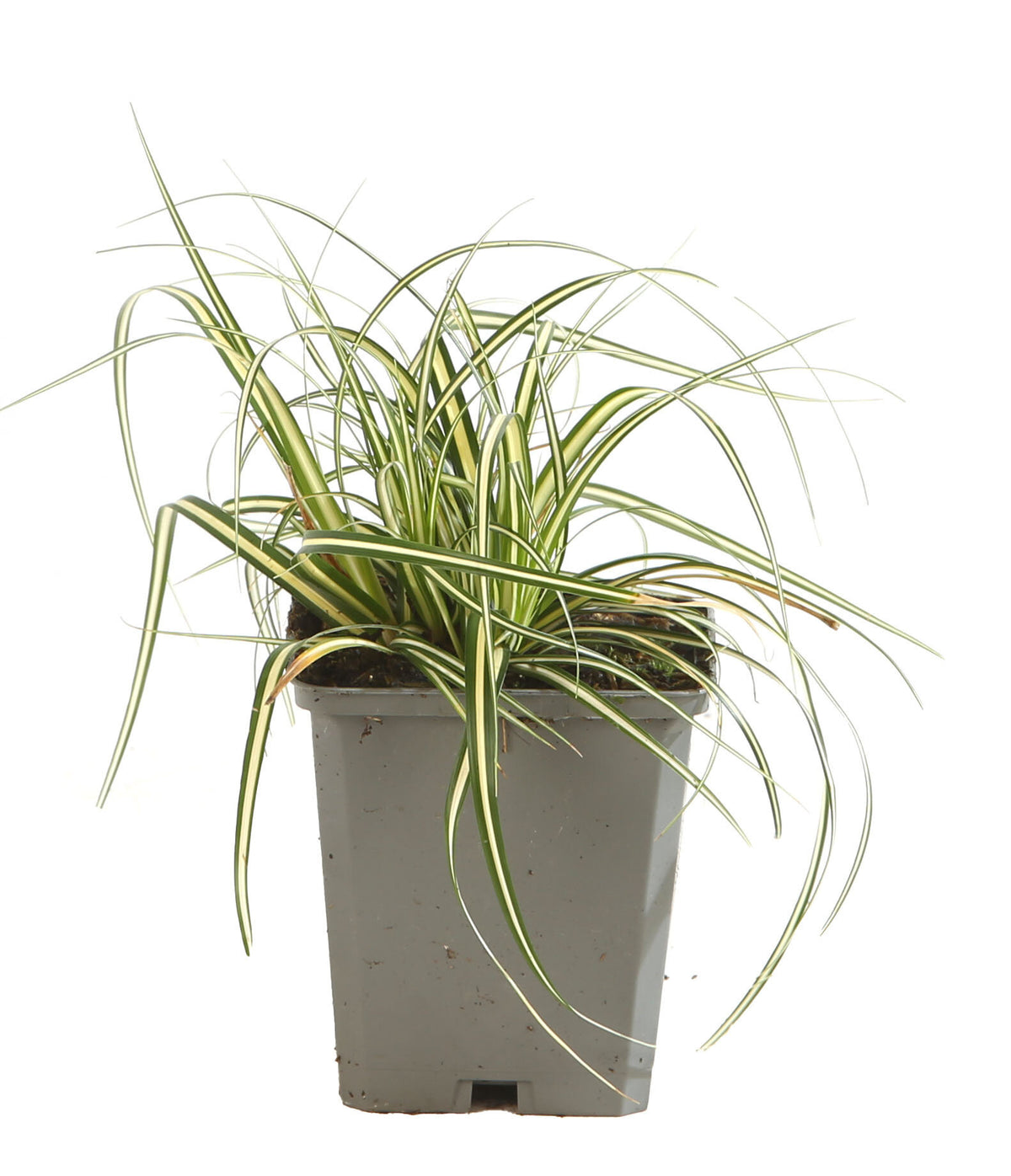 Laîche dOshima Evergold - Carex oshimensis Evergold 10/15 cm Godet 9cm