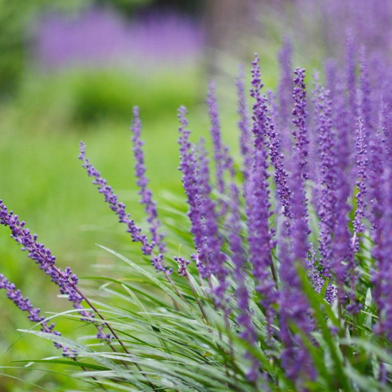 Liriope muscari Ingwersen - Liriope muscari Ingwersen 10/15 cm Godet 9cm