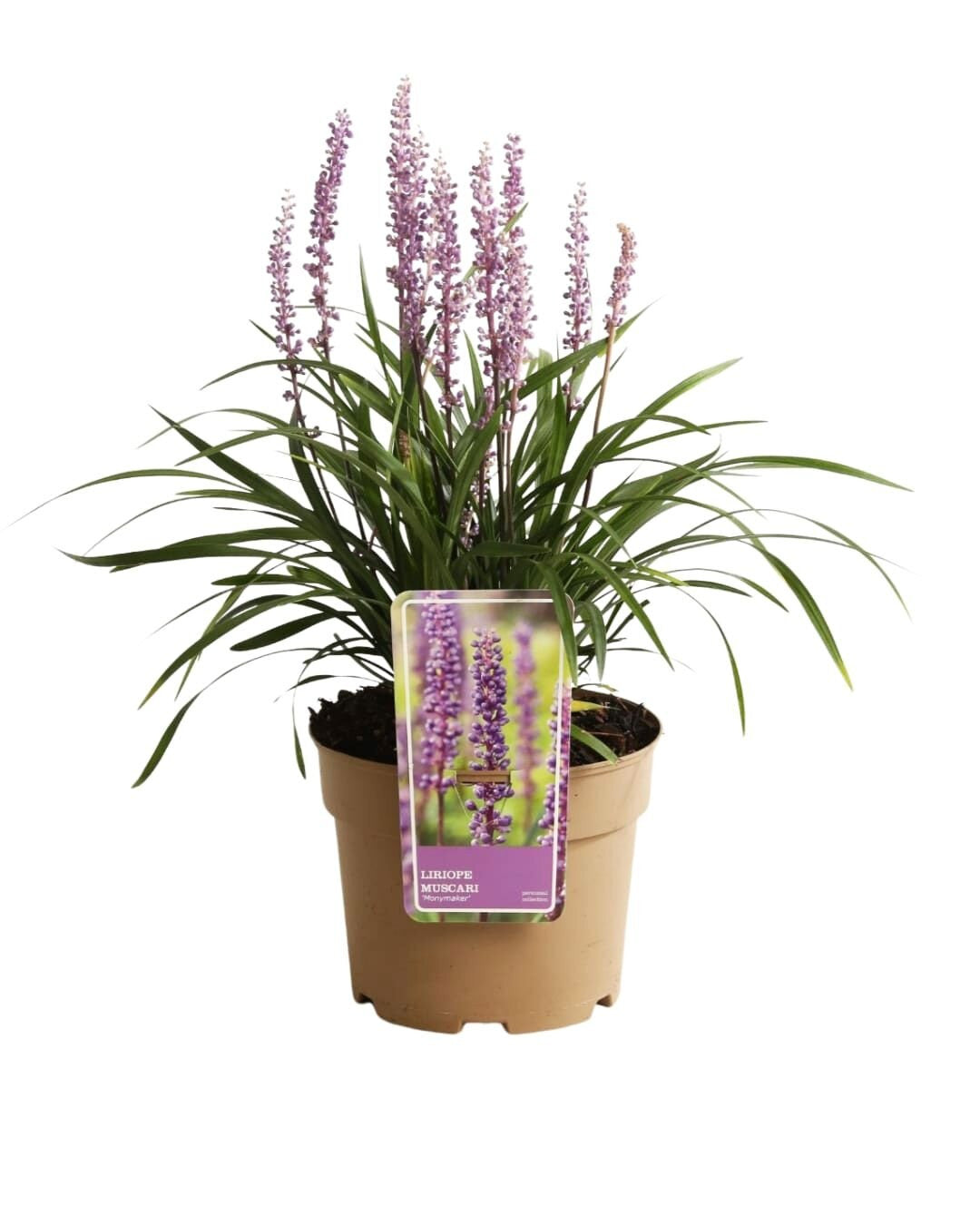 Liriope muscari Moneymaker - Liriope muscari Moneymaker 15/20 cm Pot 3L