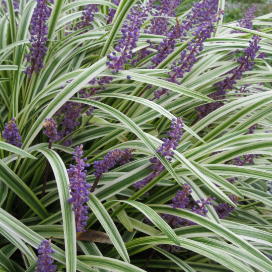 Liriope muscari Moneymaker - Liriope muscari Moneymaker 15/20 cm Pot 3L