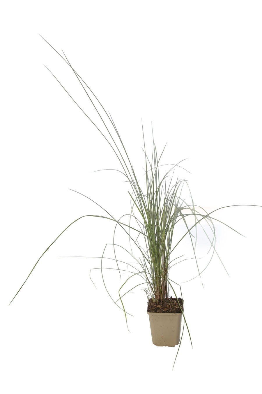 Muhlenbergie capillaire - Muhlenbergia capillaris 40/60 cm Godet 9cm