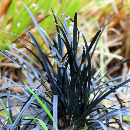 Ophiopogon Niger - Ophiopogon planiscapus Niger 10/15 cm Godet 9cm