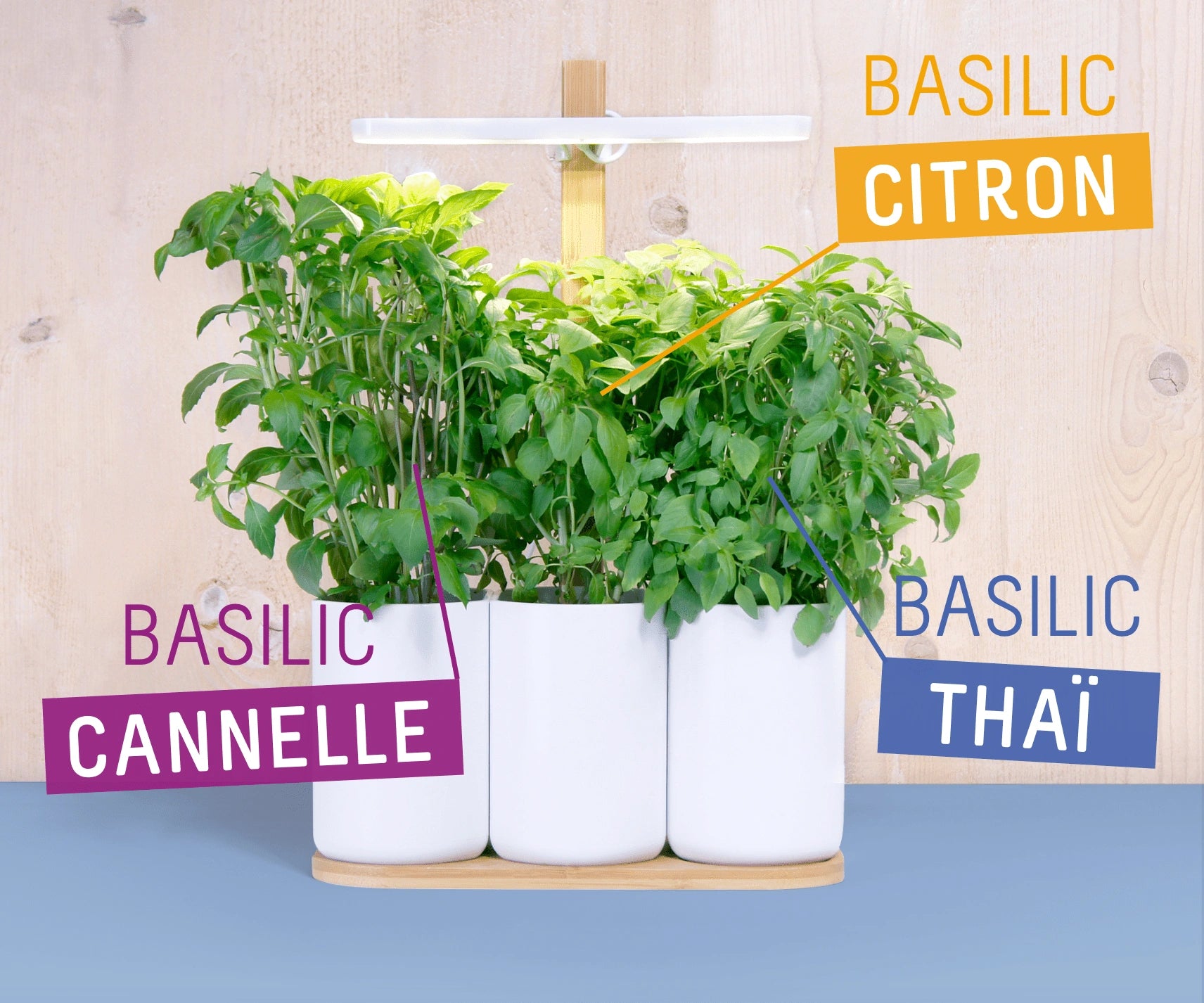 Coffret pesto fan club - Coffret comprenant 4 capsules (basilic Thai, Grenat, citron et cannelle)