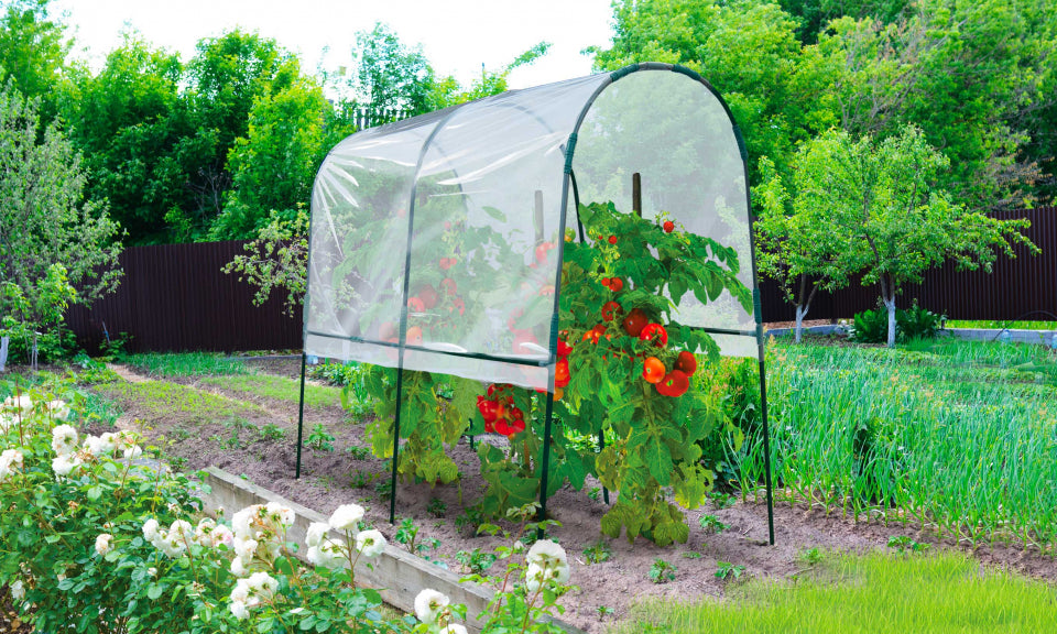 Serre tunnel spéciale tomates 2m