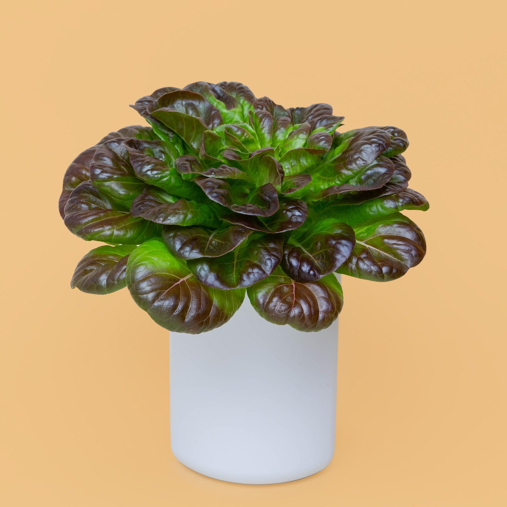 Coffret salades - 4 capsules de salades (batavia, la tendre feuille de Chêne, salanova verte et salanova rouge).