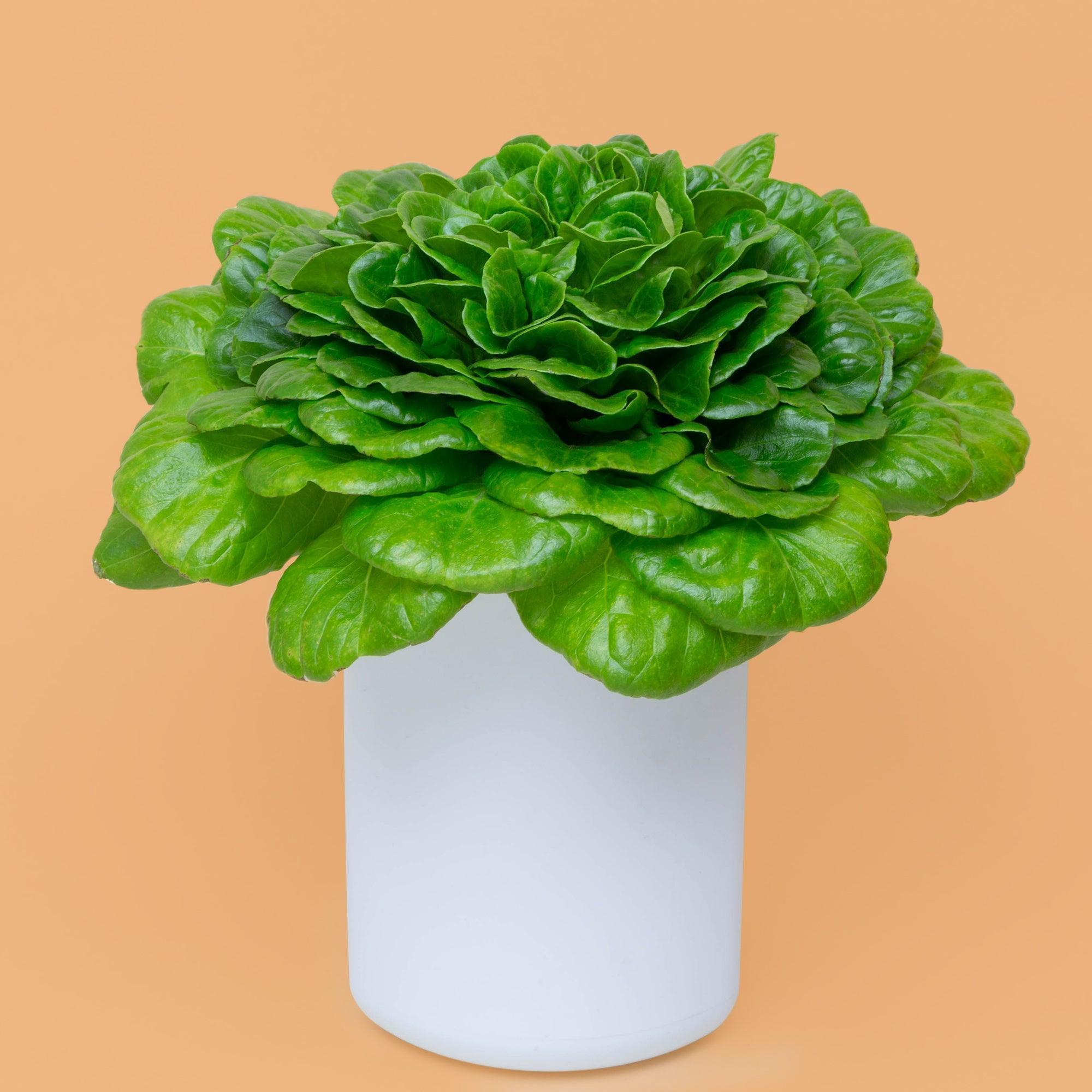 Coffret salades - 4 capsules de salades (batavia, la tendre feuille de Chêne, salanova verte et salanova rouge).