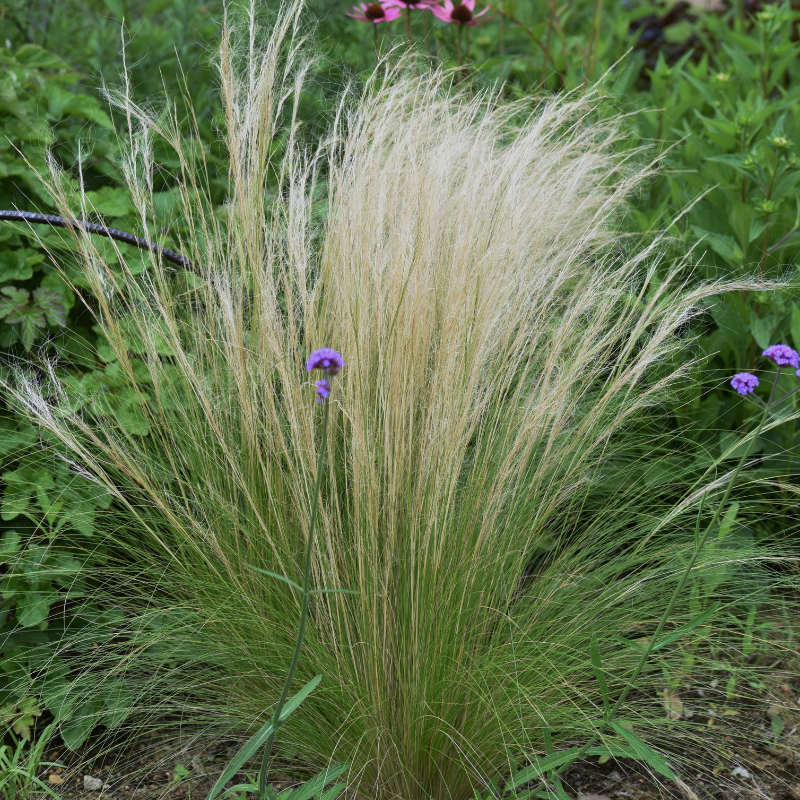 Stipe à crins - Stipa capillata 80 cm Godet 9cm